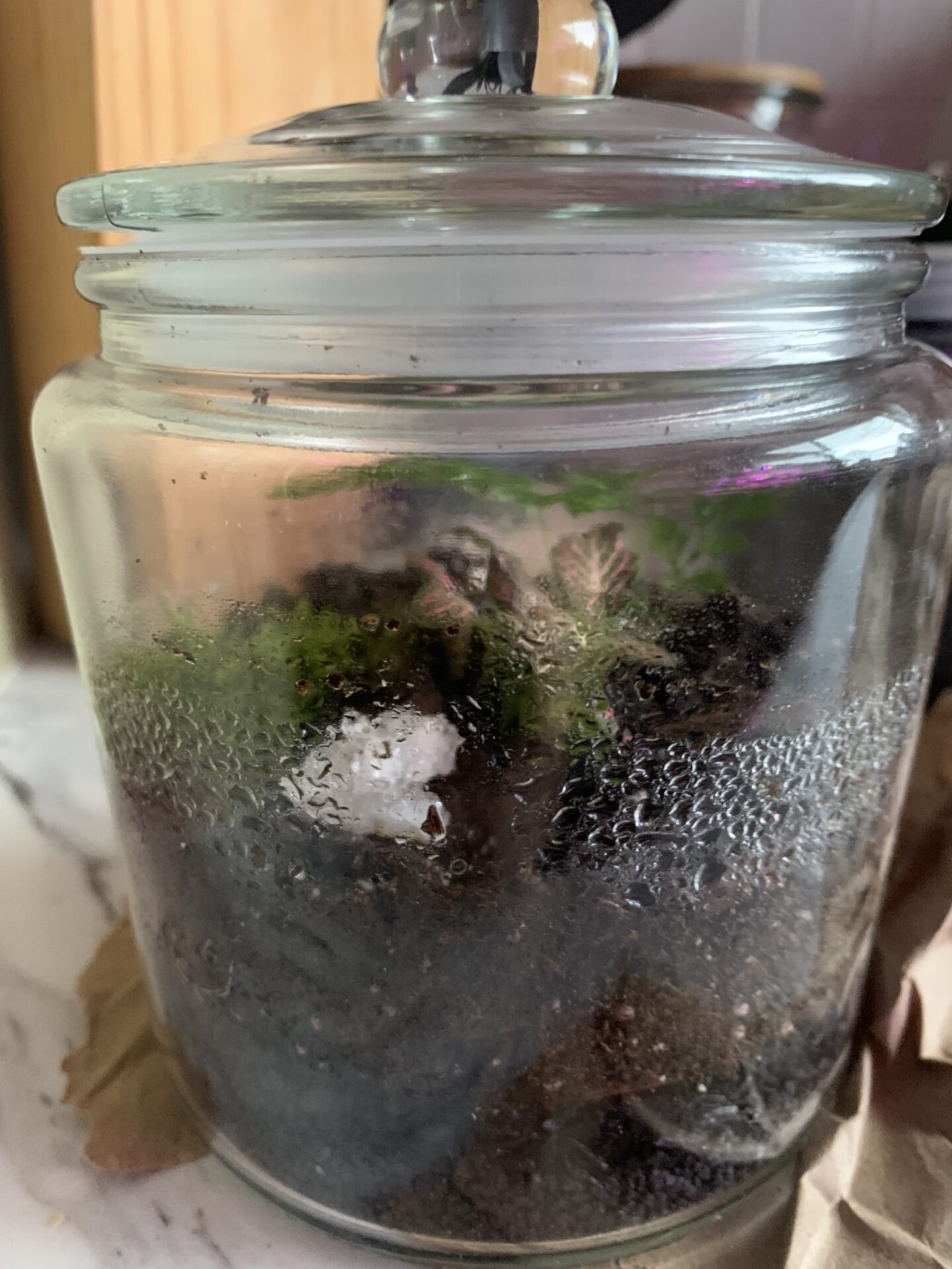 How to Make a Self Sustaining Terrarium - Call It A DIY